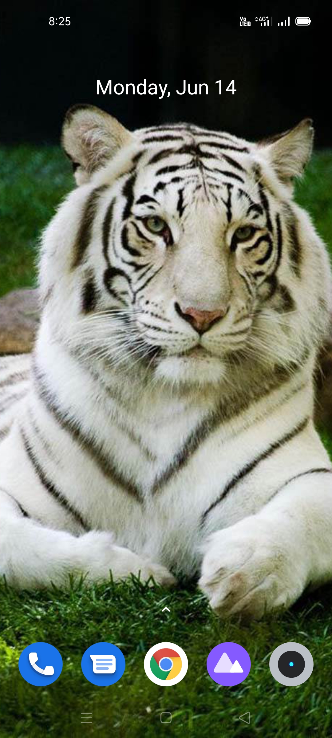 White Tiger Wallpaper Hd APK for Android – Download White Tiger Wallpaper Hd APK Latest Version from White Tiger Wallpaper Hd APK for Android – Download White Tiger Wallpaper Hd APK Latest Version from