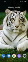 White Tiger Wallpaper Hd syot layar 3