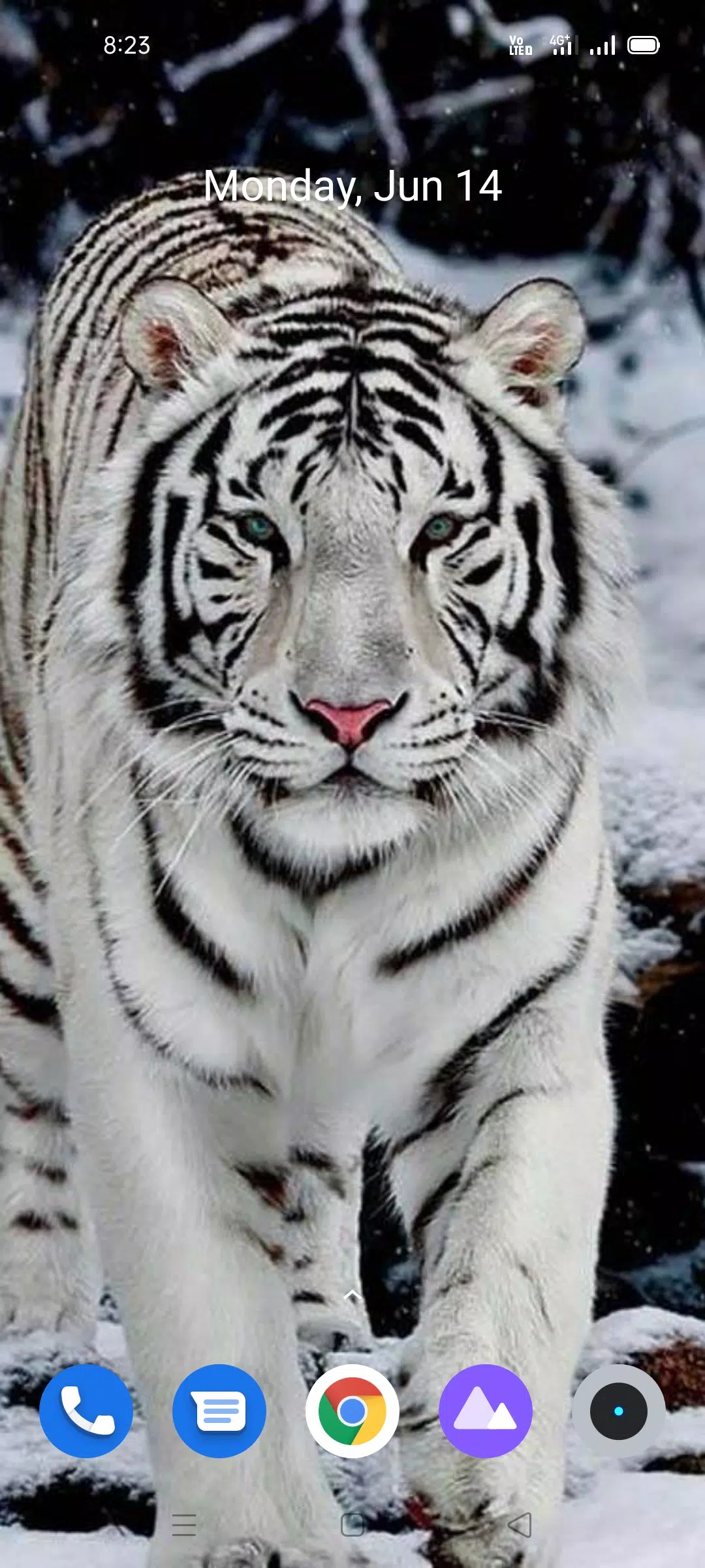 White Tiger Wallpaper Hd APK for Android Download White Tiger Wallpaper Hd APK for Android Download