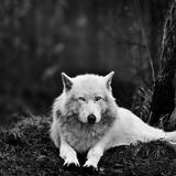 ikon Wolf Hd Wallpaper