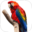 Colorful Wallpapers APK
