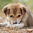 Baby Puppies HD Wallpaper icon