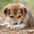 Baby Puppies HD Wallpaper 圖標