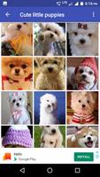 Baby Puppies HD Wallpaper スクリーンショット 2