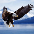 Bald Eagle HD Wallpaper आइकन