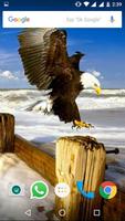 Bald Eagle HD Wallpaper पोस्टर