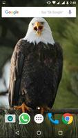 Bald Eagle HD Wallpaper स्क्रीनशॉट 2