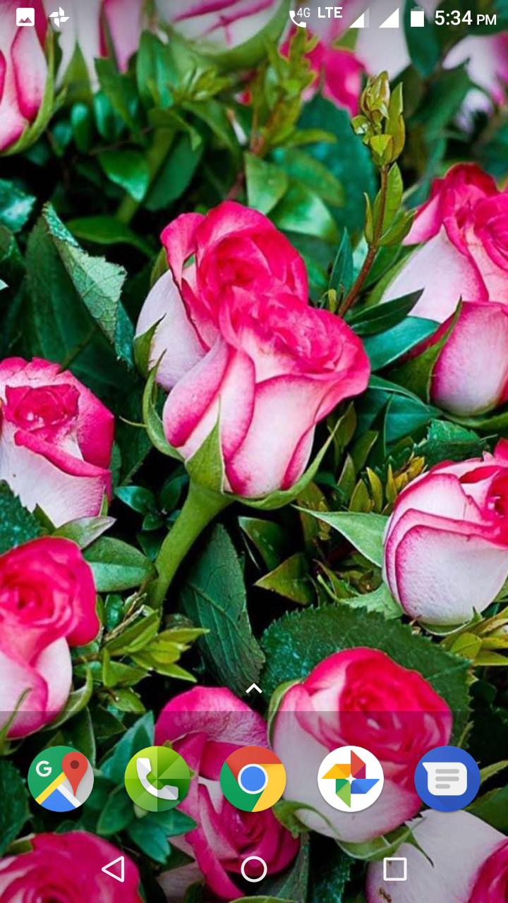 Beautiful Flowers HD Wallpaper for Android APK Download Beautiful Flowers HD Wallpaper for Android APK Download