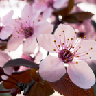 Cherry Blossom Wallpaper HD أيقونة