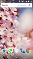 Cherry Blossom Wallpaper HD 截图 1