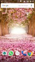 Cherry Blossom Wallpaper HD Affiche