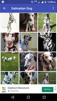 Dalmatian Dog HD Image screenshot 3