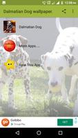 Dalmatian Dog HD Image poster