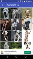 Dalmatian Dog HD Image screenshot 1