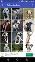 Dalmatian Dog HD Image imagem de tela 1