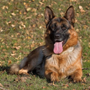 German Shepherd Dog Wallpapers APK