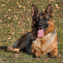 APK German Shepherd Dog Wallpapers