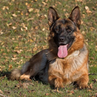 German Shepherd Dog Wallpapers ikona