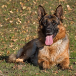 German Shepherd Dog Wallpaper icon