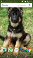 German Shepherd Dog Wallpapers ảnh chụp màn hình 2