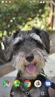 Miniature Schnauzer Dog HD screenshot 1