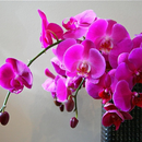 Orchid Flowers HD Wallpapers APK
