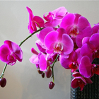 Orchid Flowers HD Wallpapers アイコン