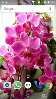 Orchid Flowers HD Wallpapers ảnh chụp màn hình 1