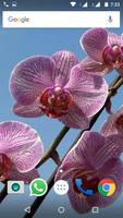 برنامه‌نما Orchid Flowers HD Wallpapers عکس از صفحه