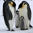 Penguin Wallpaper HD aplikacja