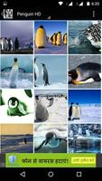 برنامه‌نما Penguin Wallpaper HD عکس از صفحه