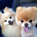 Pomeranian Dog Wallpapers HD APK