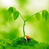 Plant HD Wallpaper icon