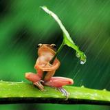 Rain HD Wallpaper иконка