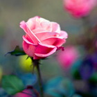 Rose Flower HD Wallpapers أيقونة