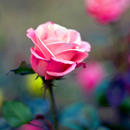 Rose Flower HD Wallpapers aplikacja