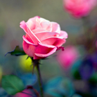 Rose Flower HD Wallpapers Zeichen