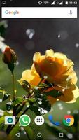 Rose Flower HD Wallpapers imagem de tela 3