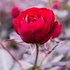 ikon Rose HD Wallpaper