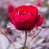 Rose HD Wallpaper ikona