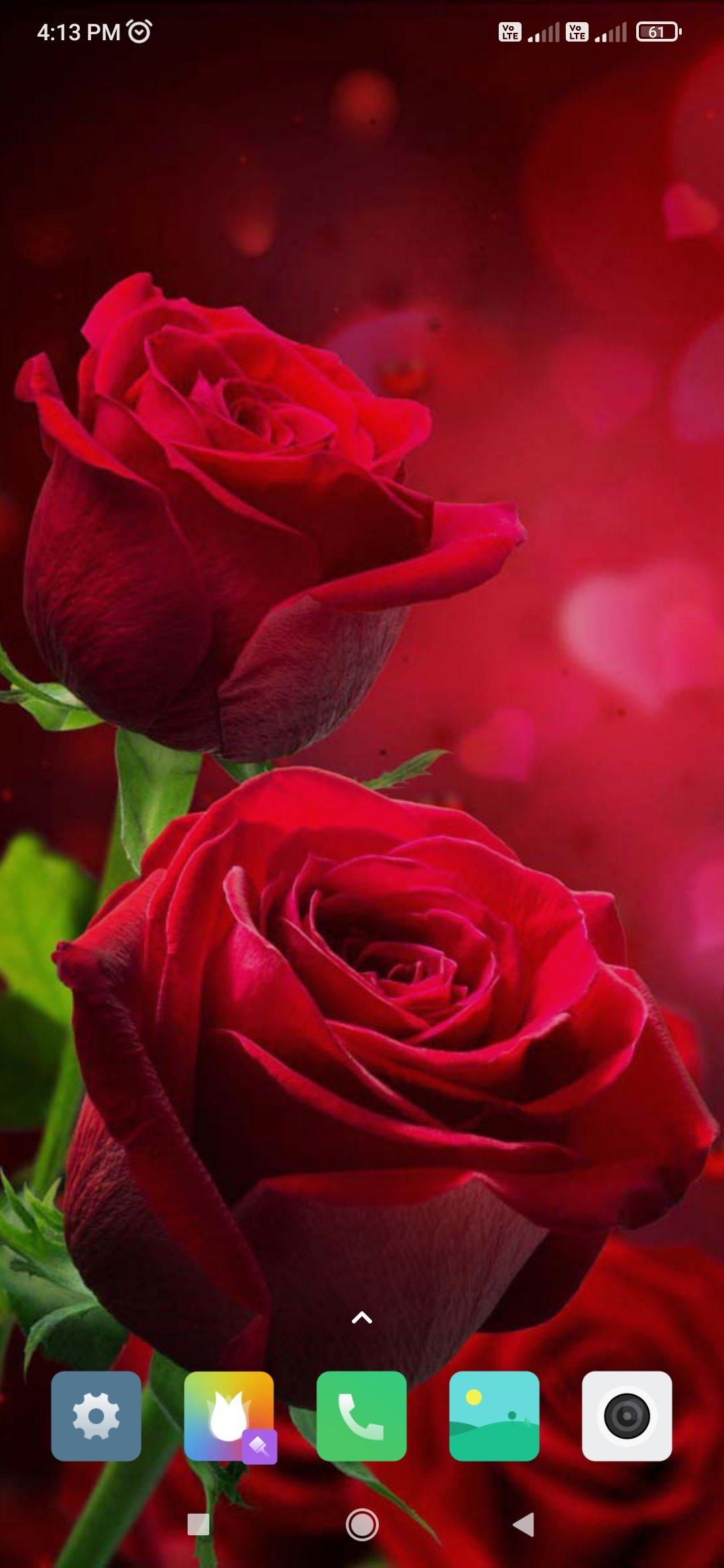 Rose HD Wallpaper APK for Android Download Rose HD Wallpaper APK for Android Download