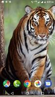 1 Schermata Tiger Wallpapers HD