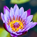Water Lilies Flower Wallpaper APK