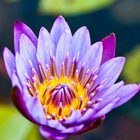 Water Lilies Flower Wallpaper icono