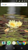 Water Lilies Flower Wallpaper captura de pantalla 1