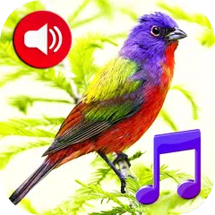 Birds Sounds Tones & Wallpaper APK download