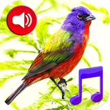 Sonneries de sons d'oiseaux icône