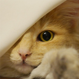 crazy cat- game for cats