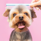 Care for Dogs ikona