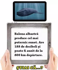 Stiai ca? APK download